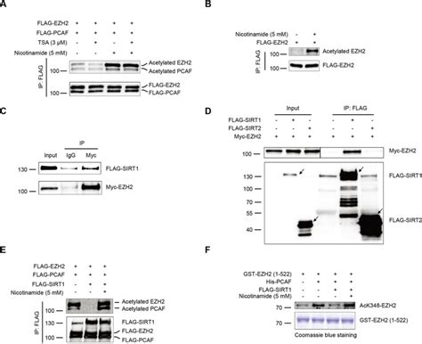 Sirt Interacts With And Deacetylates Ezh A And B Ezh Acetylation