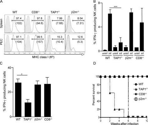 T Gondiiinfected B2m−− Mice Display Normal Nk Cell Ifn G Production