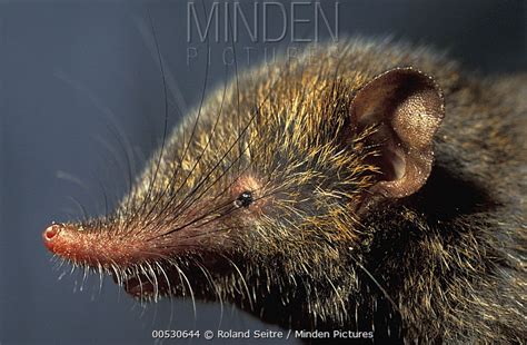 Montane Shrew Tenrec Stock Photo Minden Pictures