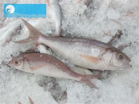 Frozen Snapper Whole Fishwhole Cleaned Vietoceanseafood