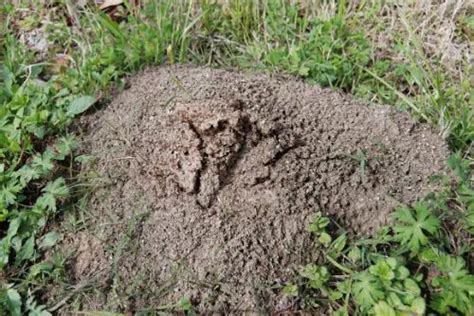Red Imported Fire Ant Facts Anatomy Diet Behavior Animals Time