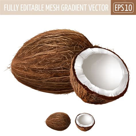 Premium Vector Coconut Illustration On White