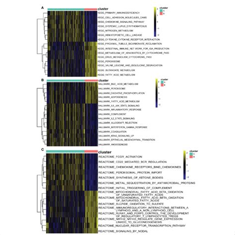 Biological Characteristics Of Two Distinct Cuproptosis Subtypes Of Uc