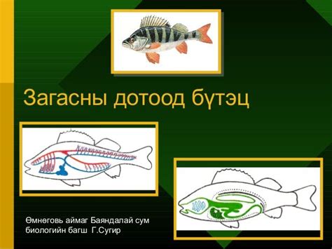 загасны дотоод бүтэц