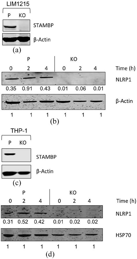 Deubiquitinase Enzyme STAMBP Plays A Broad Role In Both Toll Like And