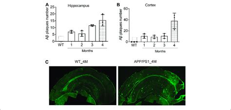 The Deposition Of Aβ Plaques In The Brain Of App Ps1 Mice Are Rapidly