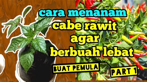 Cara Menanam Cabe Rawit Agar Berbuah Lebat Youtube