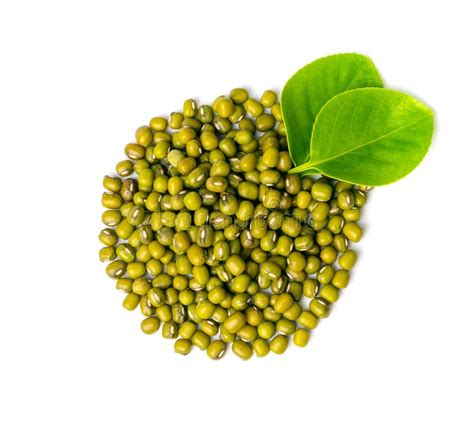 Dry Raw Mung Beans Vigna Radiata Seeds Green Gram Maash Or Moong