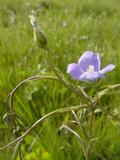 Perennial Flax Linum Perenne Growing Guides