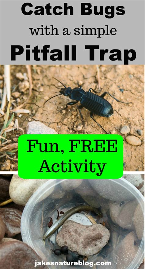 Catch Bugs With A Simple Pitfall Trap Beginner Naturalist Jake S