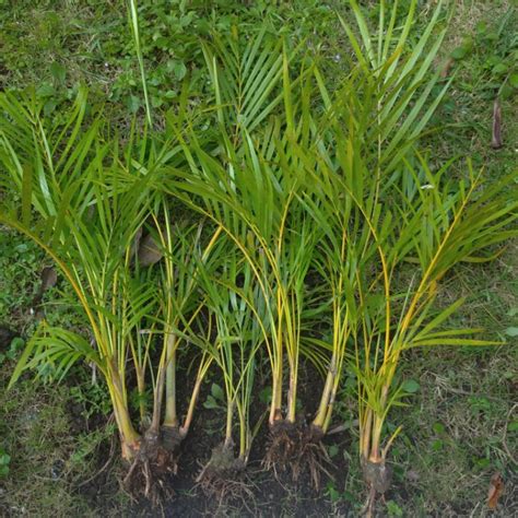 Jual Areca Palm Palem Kuning Mini Tanaman Hias Palem Mini Shopee