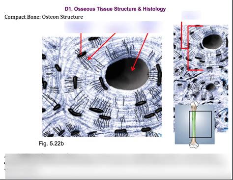 Osteon Structure Diagram Quizlet