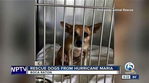 25 Dogs Rescued From Puerto Rico Ready For Adoption Youtube