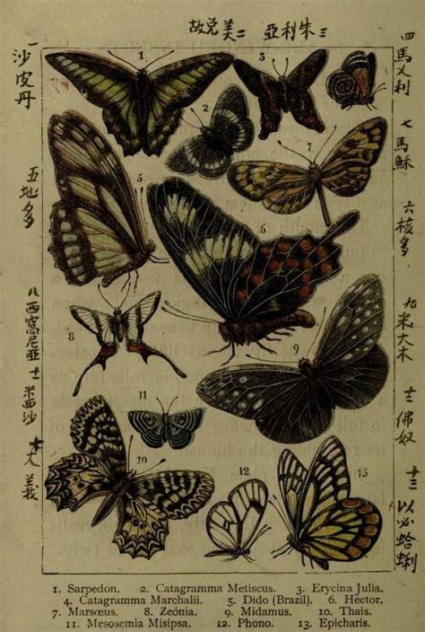 An Old Book With Many Different Butterflies On It