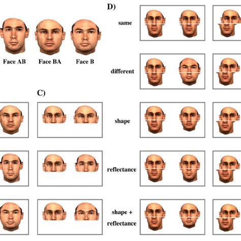 Pdf Holistic Processing Of Shape Cues In Face Identification