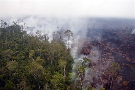 Catatan Kebakaran Hutan di Indonesia