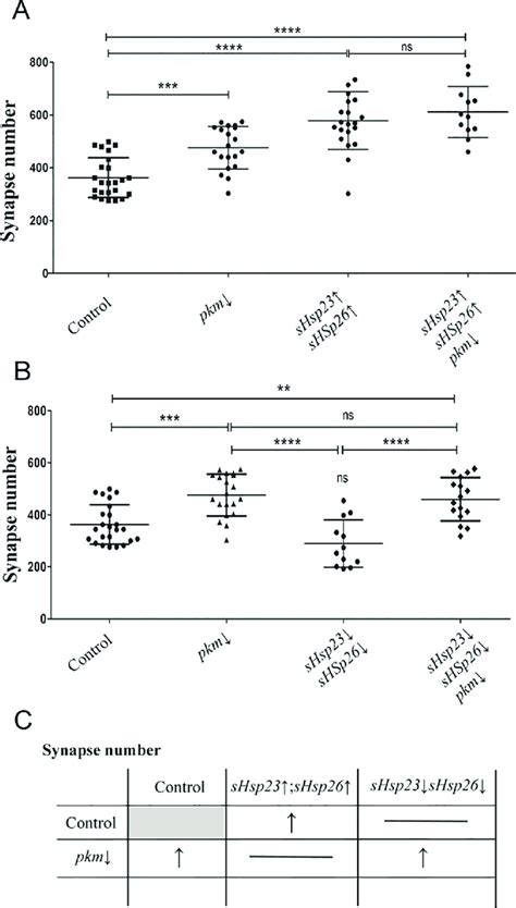 Pkm Activity Is Restricted By SHsps Expression Quantification Of