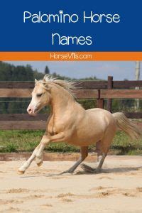 300+ Unique Palomino Horse Names (Ideas for Mares & Stallions)