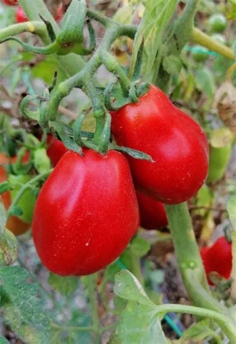 28 Great Indeterminate Tomato Varieties To Plant In Your Garden