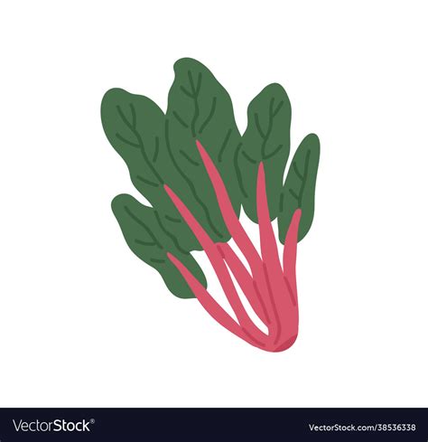 Bunch Fresh Swiss Chard With Red Stems Royalty Free Vector