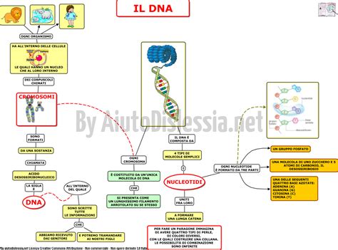 Il Dna Sc Media Aiutodislessia Net