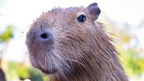 Do Capybaras Smell The Truth About Their Scent Rodent Animal