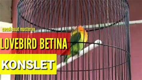 Betina Lovebird Konslet Suara Minor Dobelan Cocok Buat Masteran Youtube