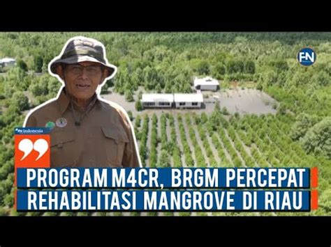 Program M Cr Brgm Percepat Rehabilitasi Mangrove Di Riau Youtube