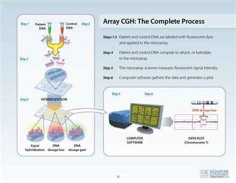 How To Use Microarray Comparative Genomic Hybridisation To Investigate