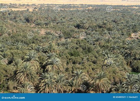 Palm Forest in the Siwa Oasis Stock Image - Image of sahara, egypt: 65485521