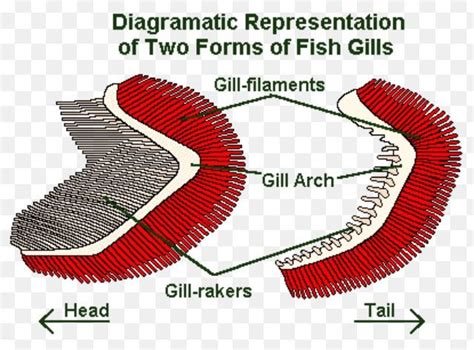 Gills🐟 Fishkeepers Amino Amino