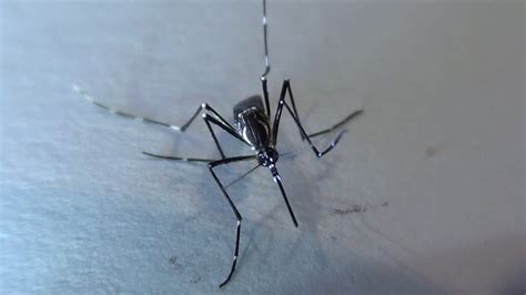 Aedes Aegypti Mosquitos Características Larvas Y Adultos