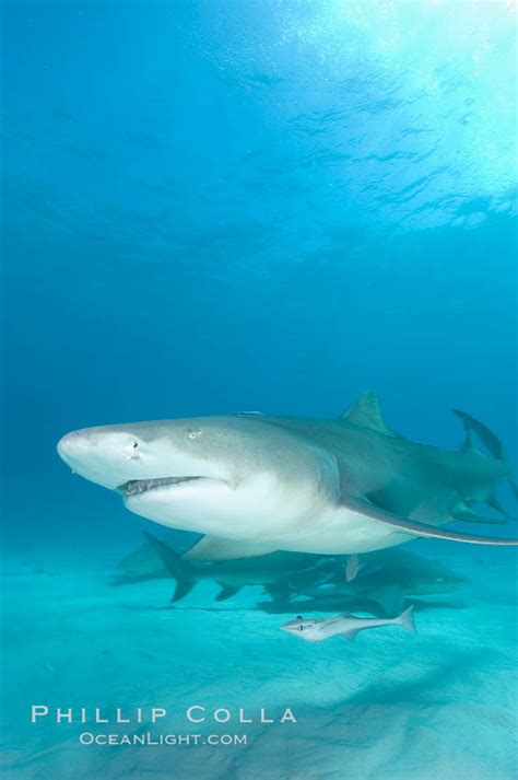 Lemon Shark Photo, Northern Bahamas – Natural History Photography Blog