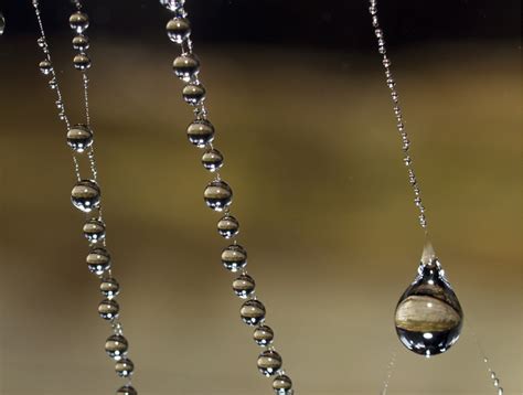 55 Stunning Dew Drop Photographs Incredible Snaps