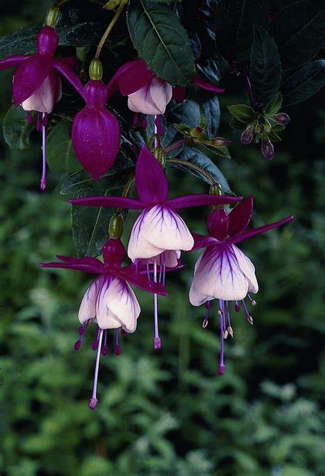 Fuchsia Flower - Database Plants