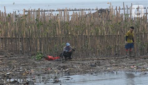 PLN Nusantara Tanam 5 000 Mangrove Di Ecomarine Muara Angke Foto