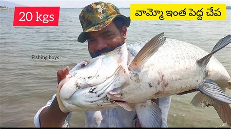 పెద్ద బొచ్చ ఎలా పట్టాలి ఫీడర్ తో How To Catch Big Catla Fishing On