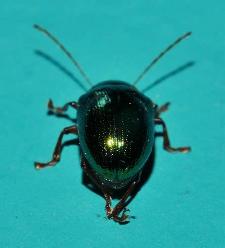 Metallic Bottle Green Leaf Beetle Callidemum Sp Chrysomeli Flickr