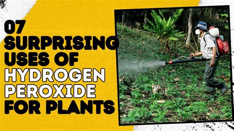 Uses Of Hydrogen Peroxide Hydrogen Peroxide For Plants Benefits Of