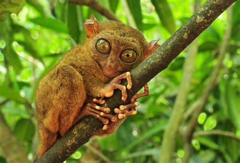 Tarsier | Animals Wiki | FANDOM powered by Wikia