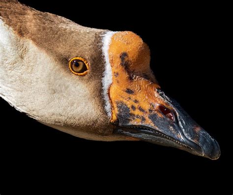 Close-up of a Goose Head · Free Stock Photo