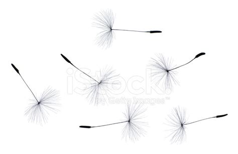 Dandelion Seeds Stock Photo | Royalty-Free | FreeImages