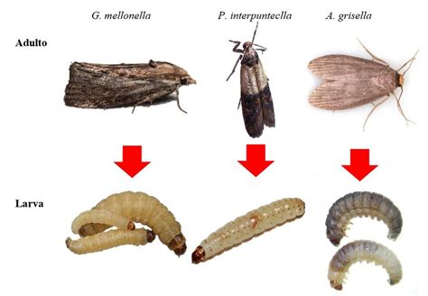 Larvas de polillas de la cera capaces degradar plástico Imagen propia