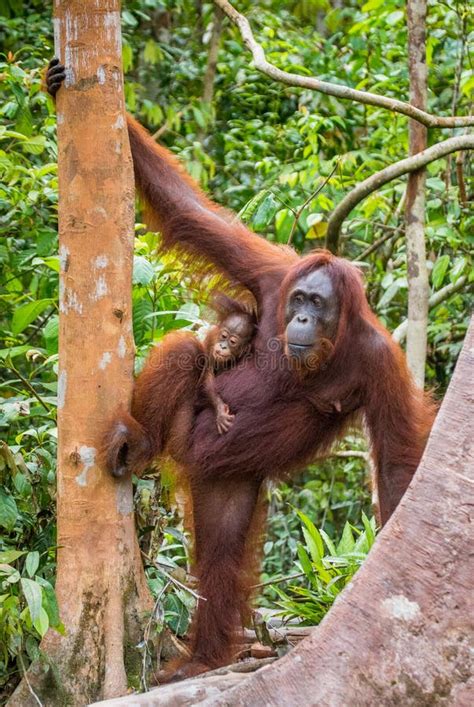 La Hembra Del Orangut N Con Un Beb En Un Rbol Indonesia La Isla De