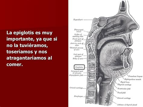 Faringe Y Epiglotis