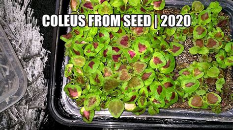 Growing Coleus From Seed 2020 Youtube