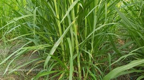 Pakchong Hybrid Super Napier Grass Seed For Fodder 50 Kg Gunny Bag At Rs 1 Piece In Chennai