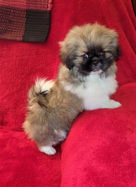 Toy And Sleeve Pekingese Pekingese Puppies For Sale Pekingese Breeder