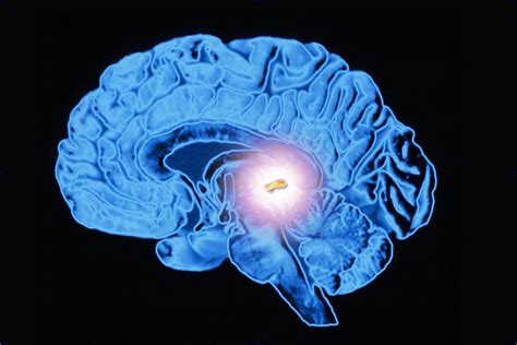 The Function and Location of the Pineal Gland