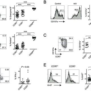 CCR7 2 CD56 Bright NK Cells Exhibit Phenotypic Features Of CD56 Dim